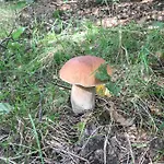 Porcini 4* Ermelo
