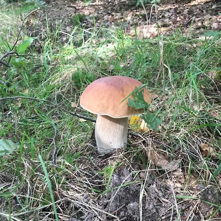 Porcini 4* 埃尔默洛